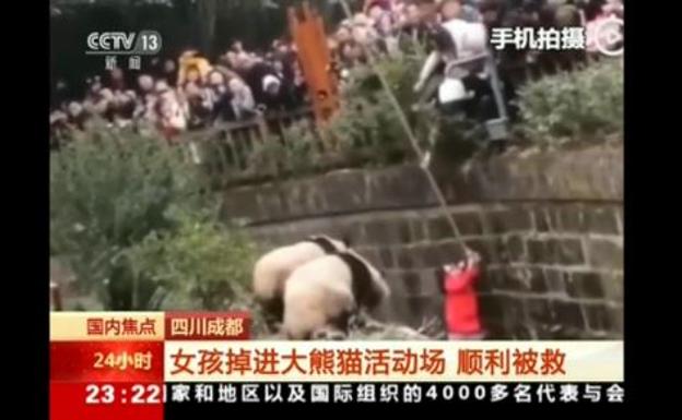 El angustioso rescate de una niña tras caer al foso de los osos panda en China