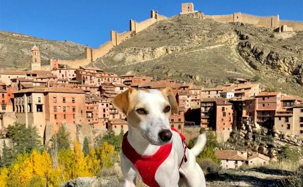 Pipper, el perro turista e 'influencer', en su visita a Albarracín (Teruel).