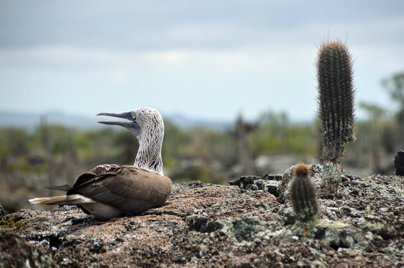 4. Ecuador. Galápagos. Una reserva natural en el Pacífico. 