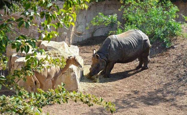 Fallece de manera inesperada 'Tarun', el rinoceronte indio de Terra Natura  Benidorm | Las Provincias