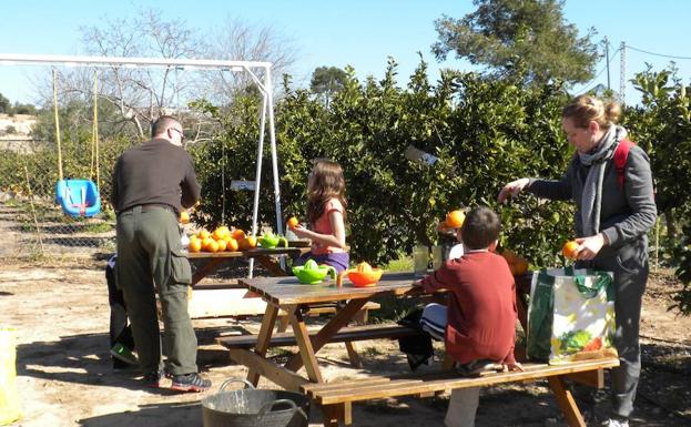 Recogida de naranjas en familia.