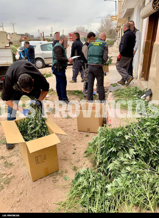 Fotos: Golpe al cultivo de marihuana en Carlet