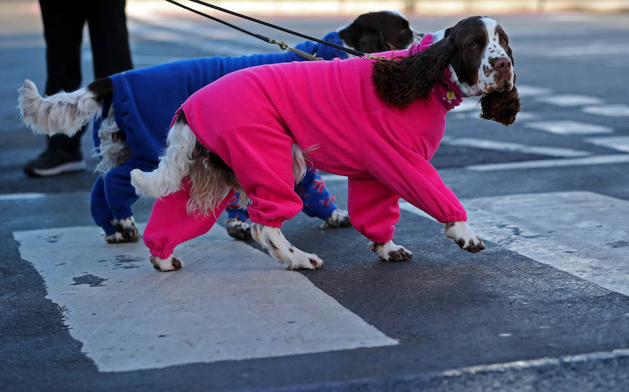 Crufts, la exposición canina más grande del mundo, se inauguró el jueves en Birmingham, Inglaterra, con más de 200 razas con la esperanza de obtener el principal premio 'Best in Show'. Esta será la 128 edición del evento que atrajo a nada menos que 21.000 perros el año pasado, toda una locura. Los participantes compiten en una amplia gama de actividades que incluyen agilidad y flyball.