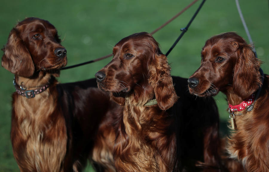 Crufts, la exposición canina más grande del mundo, se inauguró el jueves en Birmingham, Inglaterra, con más de 200 razas con la esperanza de obtener el principal premio 'Best in Show'. Esta será la 128 edición del evento que atrajo a nada menos que 21.000 perros el año pasado, toda una locura. Los participantes compiten en una amplia gama de actividades que incluyen agilidad y flyball.