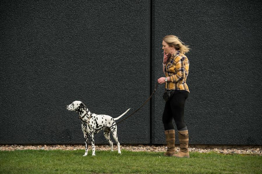 Crufts, la exposición canina más grande del mundo, se inauguró el jueves en Birmingham, Inglaterra, con más de 200 razas con la esperanza de obtener el principal premio 'Best in Show'. Esta será la 128 edición del evento que atrajo a nada menos que 21.000 perros el año pasado, toda una locura. Los participantes compiten en una amplia gama de actividades que incluyen agilidad y flyball.