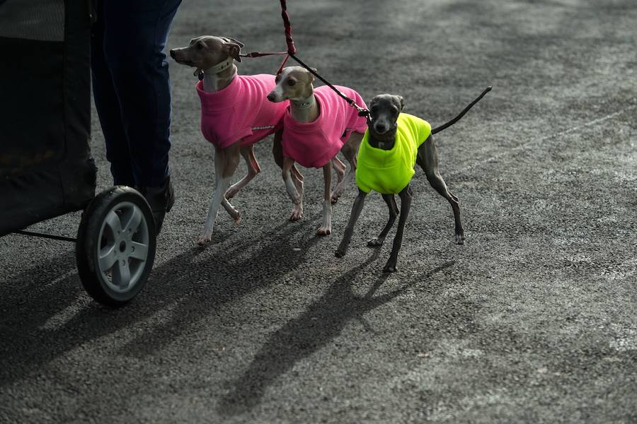 Crufts, la exposición canina más grande del mundo, se inauguró el jueves en Birmingham, Inglaterra, con más de 200 razas con la esperanza de obtener el principal premio 'Best in Show'. Esta será la 128 edición del evento que atrajo a nada menos que 21.000 perros el año pasado, toda una locura. Los participantes compiten en una amplia gama de actividades que incluyen agilidad y flyball.