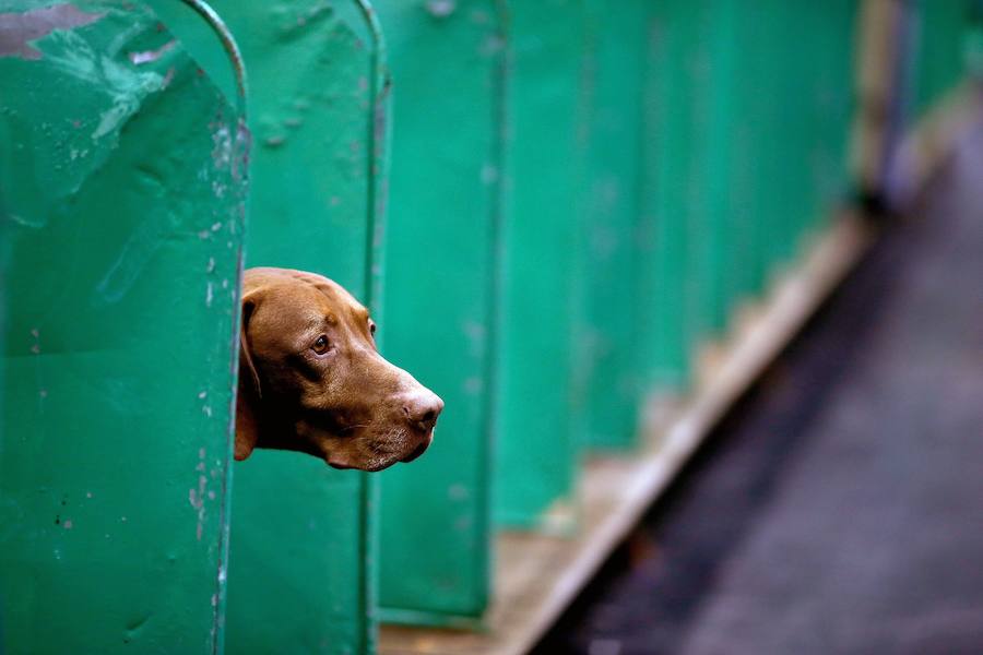 Crufts, la exposición canina más grande del mundo, se inauguró el jueves en Birmingham, Inglaterra, con más de 200 razas con la esperanza de obtener el principal premio 'Best in Show'. Esta será la 128 edición del evento que atrajo a nada menos que 21.000 perros el año pasado, toda una locura. Los participantes compiten en una amplia gama de actividades que incluyen agilidad y flyball.