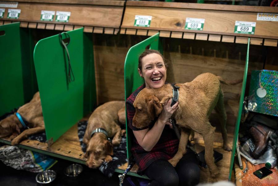 Crufts, la exposición canina más grande del mundo, se inauguró el jueves en Birmingham, Inglaterra, con más de 200 razas con la esperanza de obtener el principal premio 'Best in Show'. Esta será la 128 edición del evento que atrajo a nada menos que 21.000 perros el año pasado, toda una locura. Los participantes compiten en una amplia gama de actividades que incluyen agilidad y flyball.