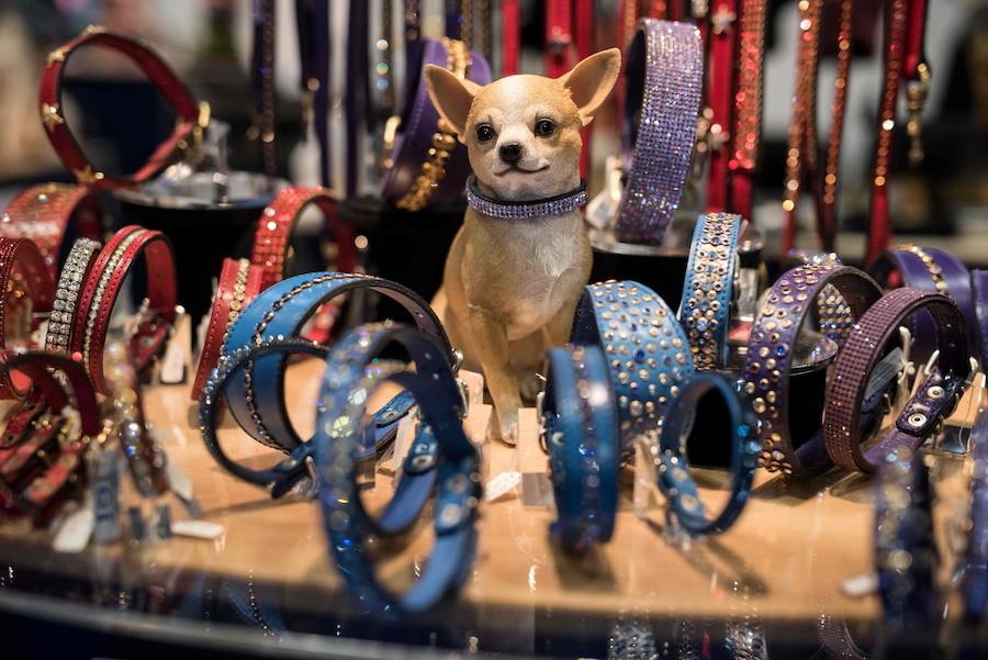 Crufts, la exposición canina más grande del mundo, se inauguró el jueves en Birmingham, Inglaterra, con más de 200 razas con la esperanza de obtener el principal premio 'Best in Show'. Esta será la 128 edición del evento que atrajo a nada menos que 21.000 perros el año pasado, toda una locura. Los participantes compiten en una amplia gama de actividades que incluyen agilidad y flyball.