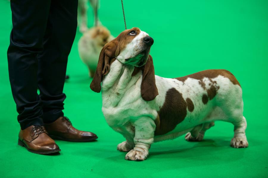 Crufts, la exposición canina más grande del mundo, se inauguró el jueves en Birmingham, Inglaterra, con más de 200 razas con la esperanza de obtener el principal premio 'Best in Show'. Esta será la 128 edición del evento que atrajo a nada menos que 21.000 perros el año pasado, toda una locura. Los participantes compiten en una amplia gama de actividades que incluyen agilidad y flyball.