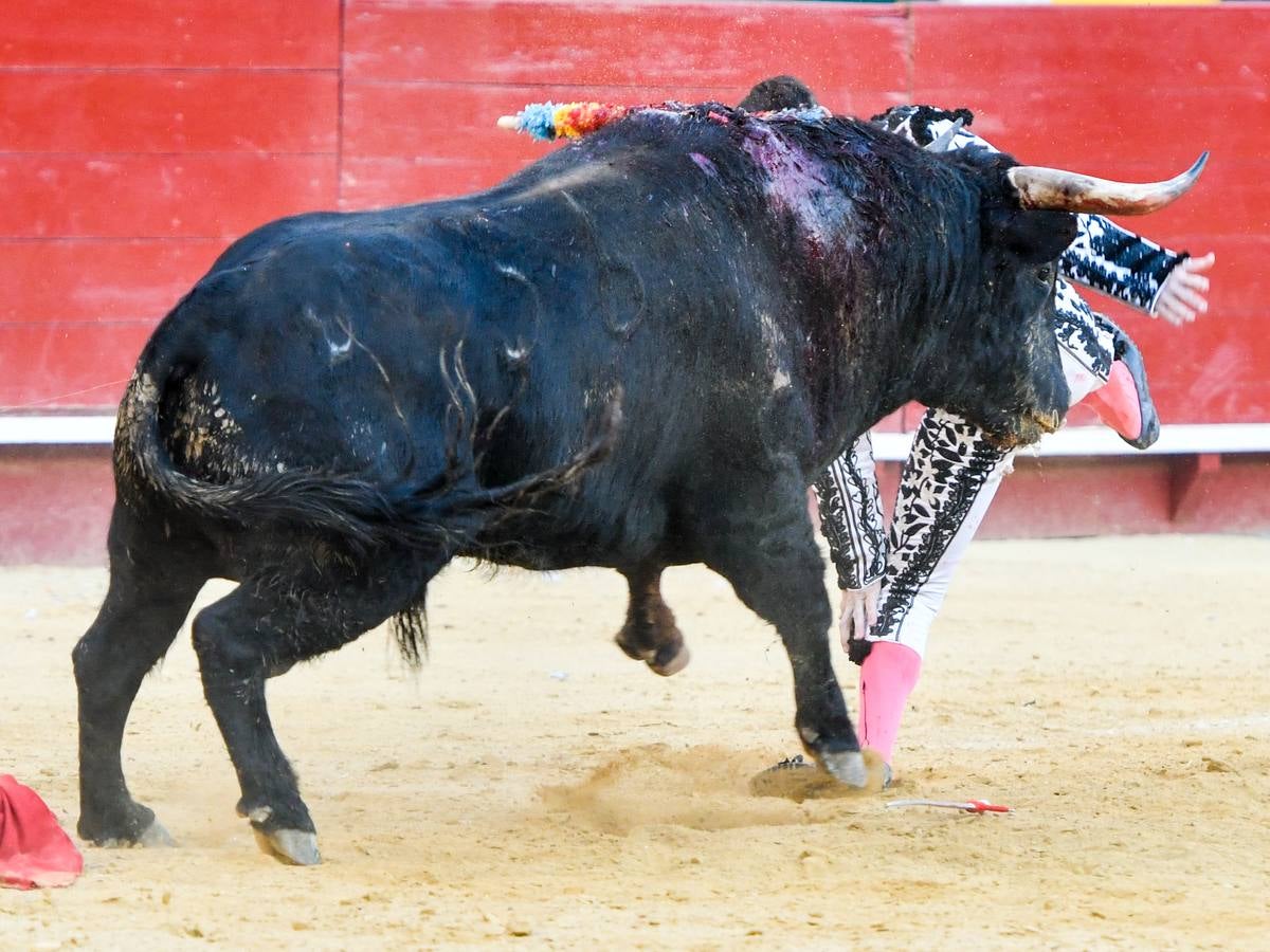 El torero valenciano Enrique Ponce ha sufrido una grave cogida en la corrida de este lunes, 18 de marzo de 2019, en la Feria de Fallas. Su segundo toro de la tarde, el quinto de la jornada, le ha dado una cornada en la parte posterior del muslo izquierdo, justo debajo de la nalga. En la caída, el diestro de Chiva también se ha lesionado la rodilla izquierda y ha tenido que ser hospitalizado, en la Casa de la Salud.