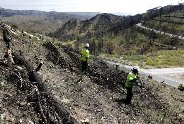 Operarios trabajan en la retirada de árboles quemados en una zona de Dos Aguas afectada por el desastre forestal. 