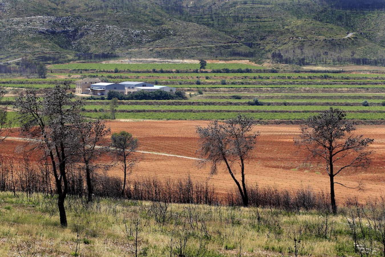 Fotos: Así quedó la localidad de Cortes tras el incendio