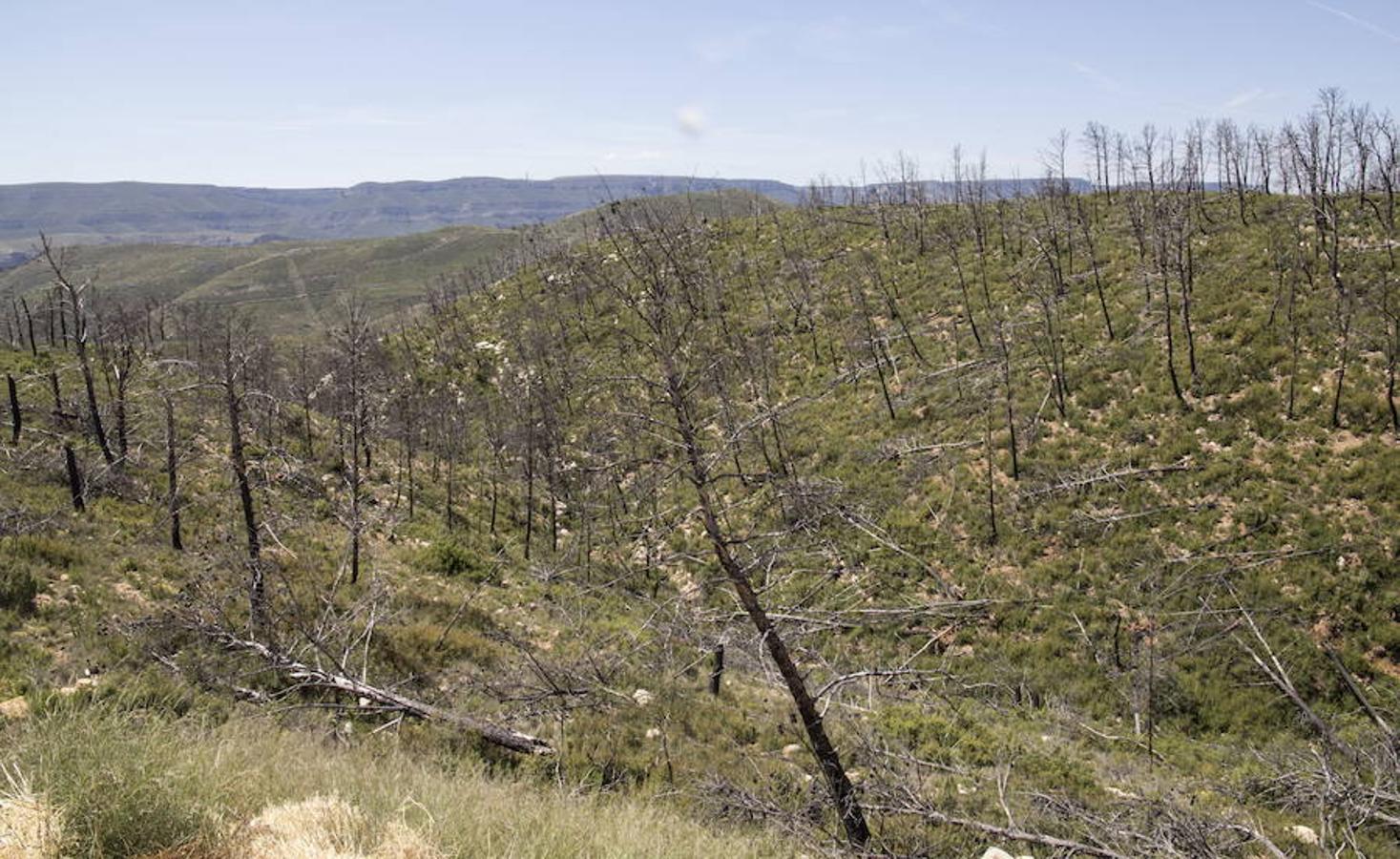 Fotos: Así quedó la localidad de Cortes tras el incendio