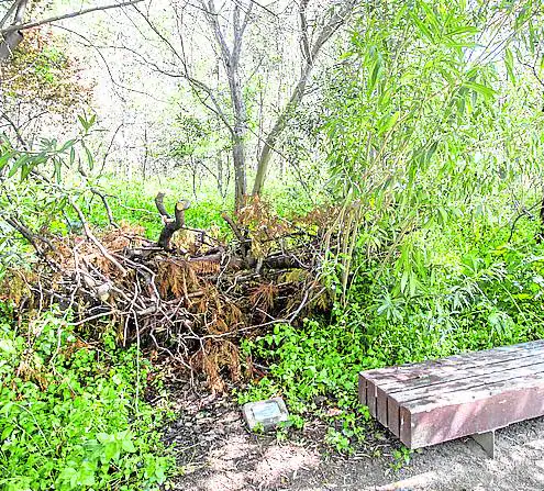 La Rambleta | Las malas hierbas se enseñorean de un parque que está pensado para que recree una ribera asilvestrada.