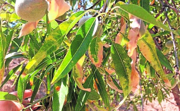 Árboles afectados con 'Xylella fastidiosa'.