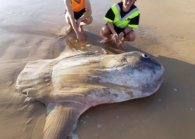 Imagen secundaria 1 - El pez luna, 'mola mola' o sunfish hallado en Australia.