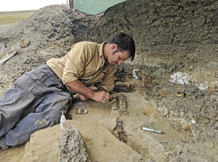 Fotos: Hallan un cementerio de víctimas del meteorito que terminó con los dinosaurios