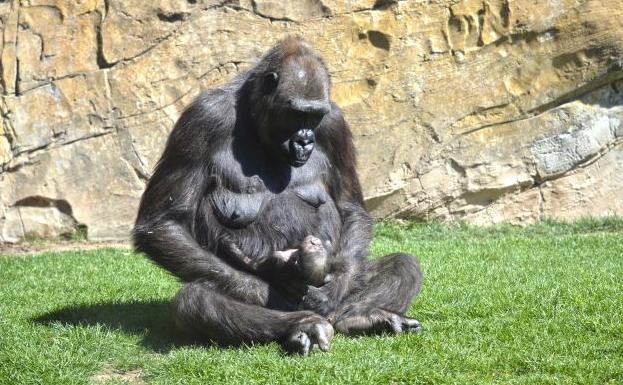 El nuevo habitante del Bioparc de Valencia