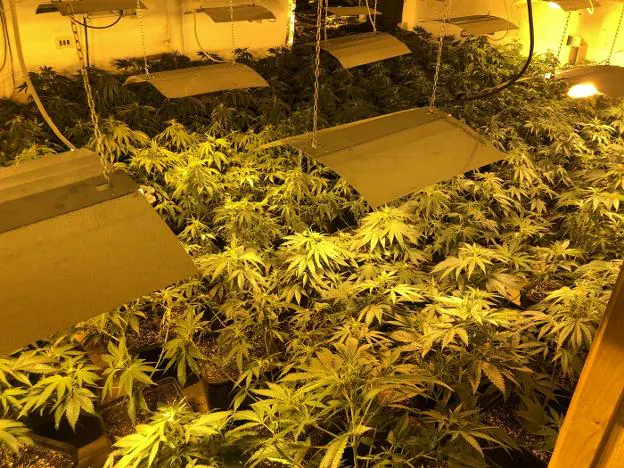 Plantas requisadas en una reciente operación policial en el 'triángulo de la droga'. 