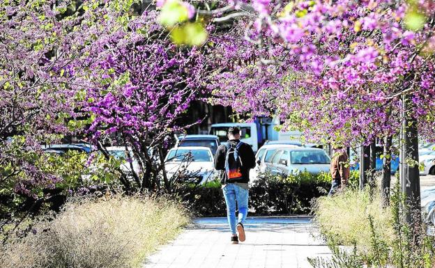 Vegetación. Uno de los efectos del cambio es la alteración de la floración de algunas especies.