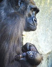 Imagen secundaria 2 - El último bebé en llegar a la familia gorila del Bioparc ya tiene nombre