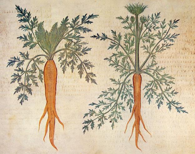 Zanahorias naranjas en el 'Dioscórides' de Viena, año 512. 