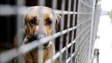 Encuentra un perro por la calle, le muerde y muere infectada por la rabia