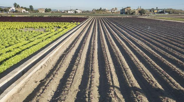 Minifundios en la Huerta de Valencia. 