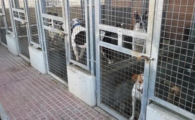 Una parte de las instalaciones de Benimàmet, donde vive medio millar de perros y gatos.