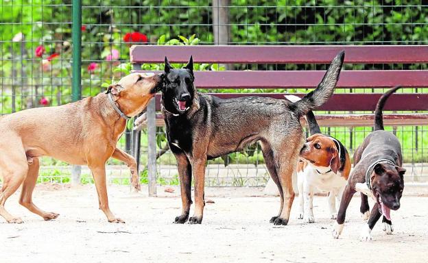 Un grupo de perros juega en un parque de Valencia.