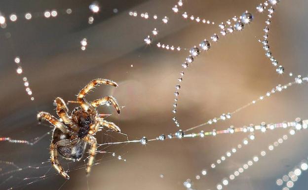 Un hombre va al médico por un dolor de cabeza y encuentran una araña tejiendo en su oído