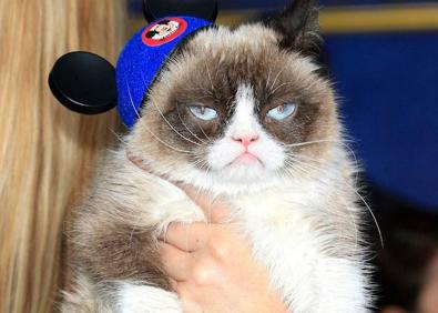 Imagen secundaria 1 - Grumpy Cat | Muere la gata gruñona más famosa de internet