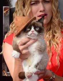 Imagen secundaria 2 - Grumpy Cat | Muere la gata gruñona más famosa de internet