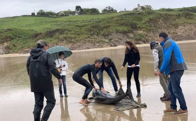 Imagen. Aparecen 17 delfines varados en Oyambre. 