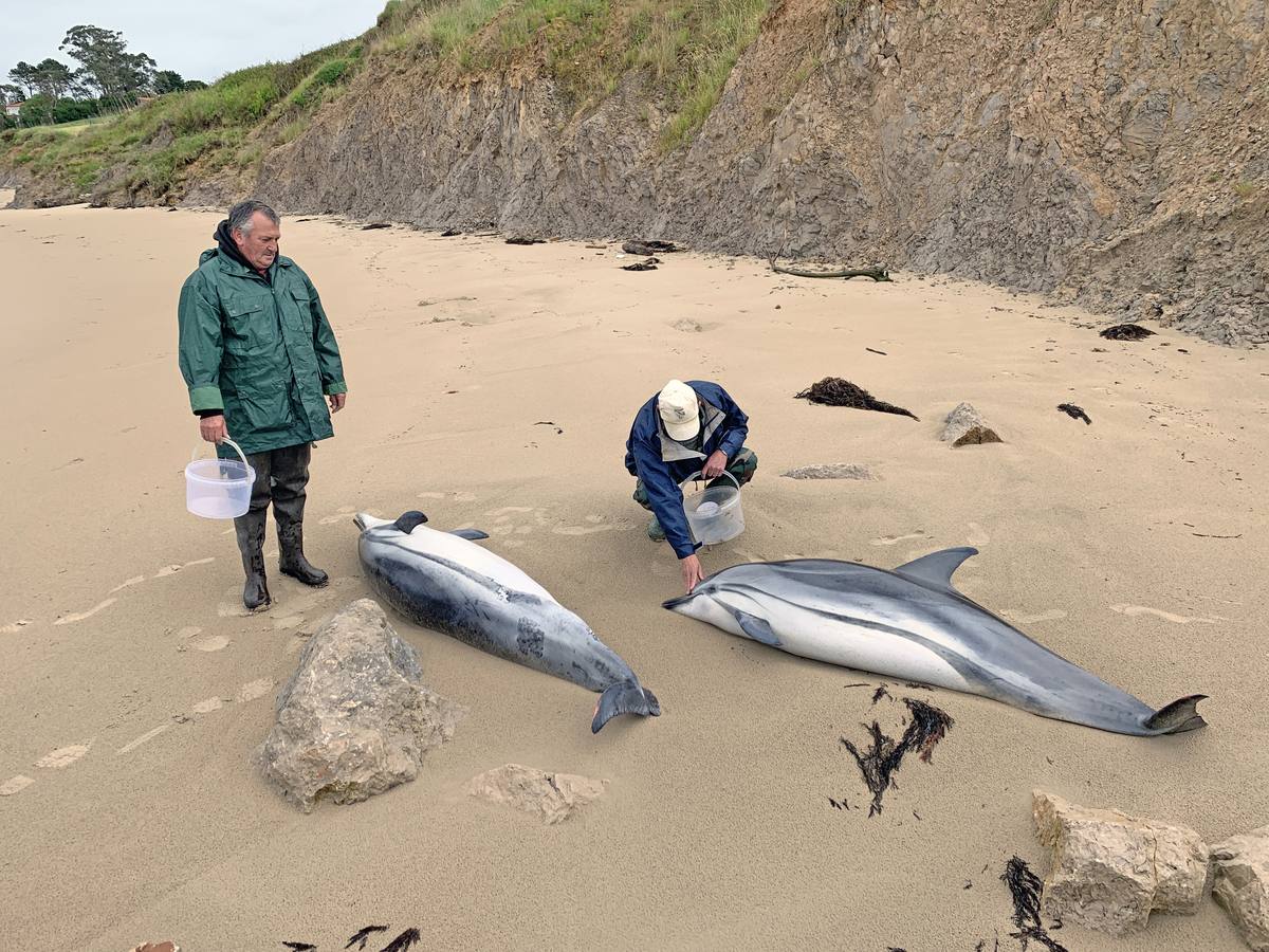 Pese a los esfuerzos de surfistas, voluntarios y agentes del Medio Natural sólo se ha podido devolver al agua con vida a tres de ellos