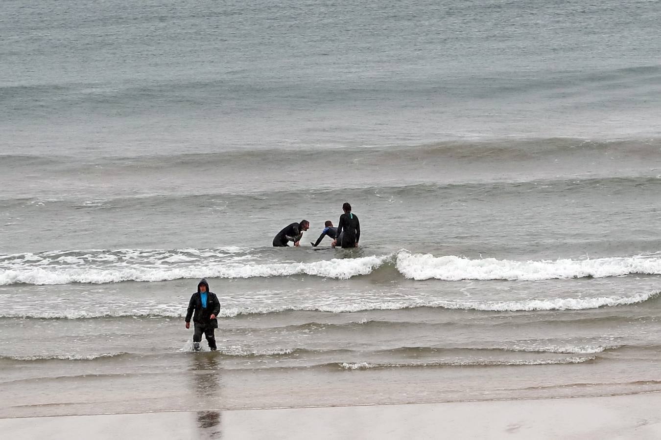 Pese a los esfuerzos de surfistas, voluntarios y agentes del Medio Natural sólo se ha podido devolver al agua con vida a tres de ellos