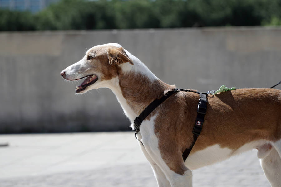 Unos 40 perros de todo tipo han desfilado este domingo en la plaza exterior del Bioparc de Valencia en busca de una familia que los adopte. Se trataba de la 14 edición de esta acción solidaria organizada por A.U.P.A (Adopta Un Perro Abandonado) y BIOPARC Valencia. Más información en adoptaunperroabandonado.es