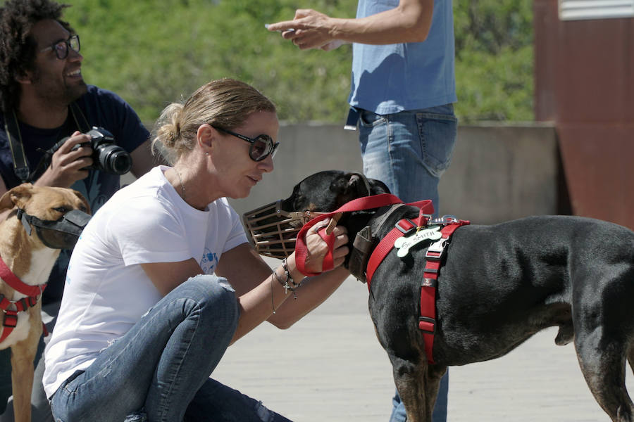 Unos 40 perros de todo tipo han desfilado este domingo en la plaza exterior del Bioparc de Valencia en busca de una familia que los adopte. Se trataba de la 14 edición de esta acción solidaria organizada por A.U.P.A (Adopta Un Perro Abandonado) y BIOPARC Valencia. Más información en adoptaunperroabandonado.es