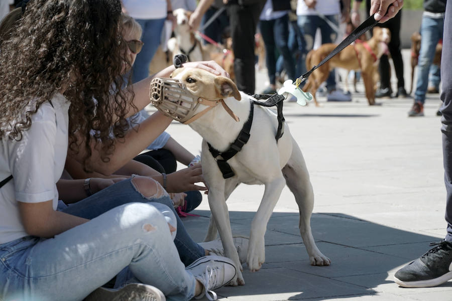 Unos 40 perros de todo tipo han desfilado este domingo en la plaza exterior del Bioparc de Valencia en busca de una familia que los adopte. Se trataba de la 14 edición de esta acción solidaria organizada por A.U.P.A (Adopta Un Perro Abandonado) y BIOPARC Valencia.