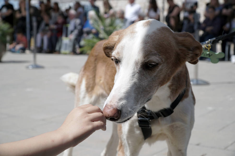 Unos 40 perros de todo tipo han desfilado este domingo en la plaza exterior del Bioparc de Valencia en busca de una familia que los adopte. Se trataba de la 14 edición de esta acción solidaria organizada por A.U.P.A (Adopta Un Perro Abandonado) y BIOPARC Valencia.