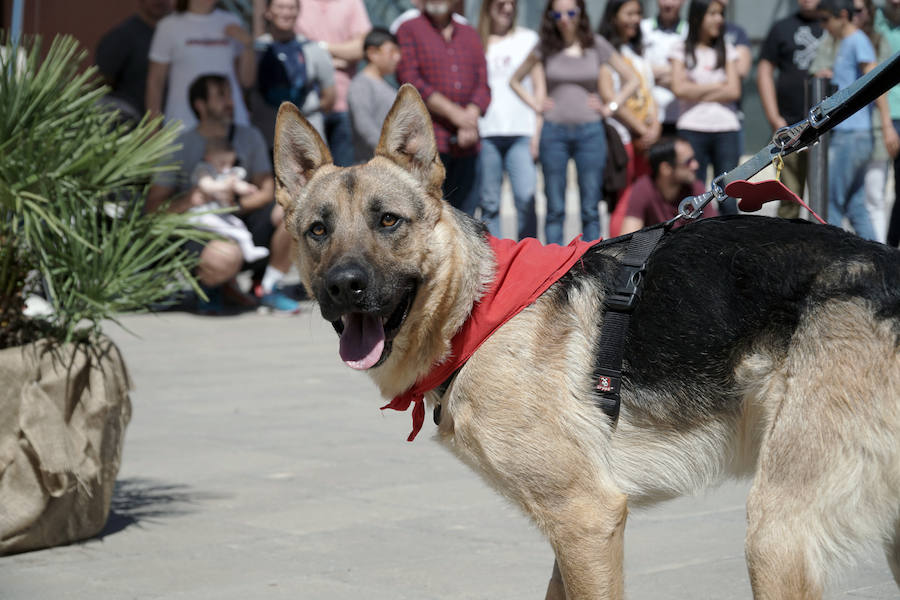 Unos 40 perros de todo tipo han desfilado este domingo en la plaza exterior del Bioparc de Valencia en busca de una familia que los adopte. Se trataba de la 14 edición de esta acción solidaria organizada por A.U.P.A (Adopta Un Perro Abandonado) y BIOPARC Valencia.