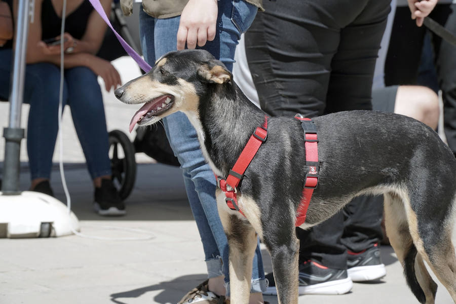 Unos 40 perros de todo tipo han desfilado este domingo en la plaza exterior del Bioparc de Valencia en busca de una familia que los adopte. Se trataba de la 14 edición de esta acción solidaria organizada por A.U.P.A (Adopta Un Perro Abandonado) y BIOPARC Valencia.