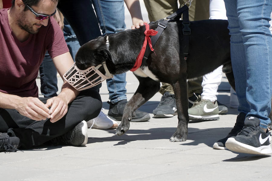 Unos 40 perros de todo tipo han desfilado este domingo en la plaza exterior del Bioparc de Valencia en busca de una familia que los adopte. Se trataba de la 14 edición de esta acción solidaria organizada por A.U.P.A (Adopta Un Perro Abandonado) y BIOPARC Valencia.