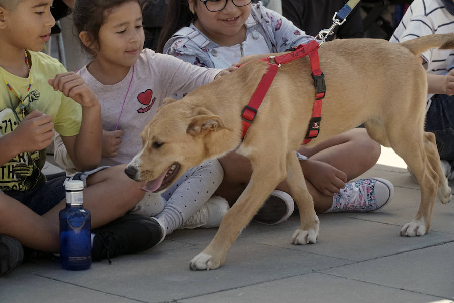 Unos 40 perros de todo tipo han desfilado este domingo en la plaza exterior del Bioparc de Valencia en busca de una familia que los adopte. Se trataba de la 14 edición de esta acción solidaria organizada por A.U.P.A (Adopta Un Perro Abandonado) y BIOPARC Valencia.