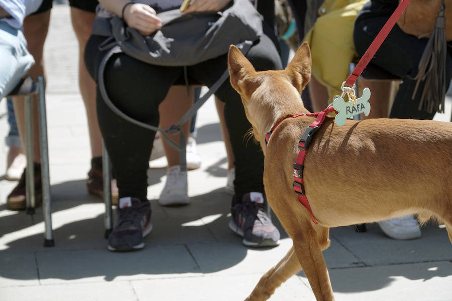 Unos 40 perros de todo tipo han desfilado este domingo en la plaza exterior del Bioparc de Valencia en busca de una familia que los adopte. Se trataba de la 14 edición de esta acción solidaria organizada por A.U.P.A (Adopta Un Perro Abandonado) y BIOPARC Valencia.