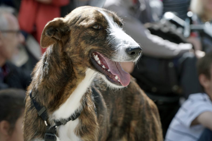 Unos 40 perros de todo tipo han desfilado este domingo en la plaza exterior del Bioparc de Valencia en busca de una familia que los adopte. Se trataba de la 14 edición de esta acción solidaria organizada por A.U.P.A (Adopta Un Perro Abandonado) y BIOPARC Valencia.