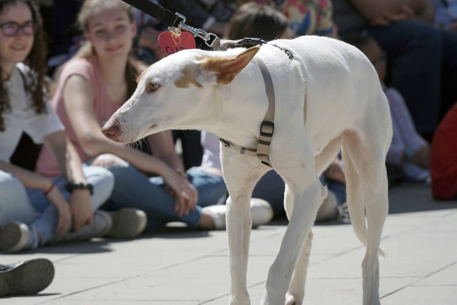 Unos 40 perros de todo tipo han desfilado este domingo en la plaza exterior del Bioparc de Valencia en busca de una familia que los adopte. Se trataba de la 14 edición de esta acción solidaria organizada por A.U.P.A (Adopta Un Perro Abandonado) y BIOPARC Valencia.