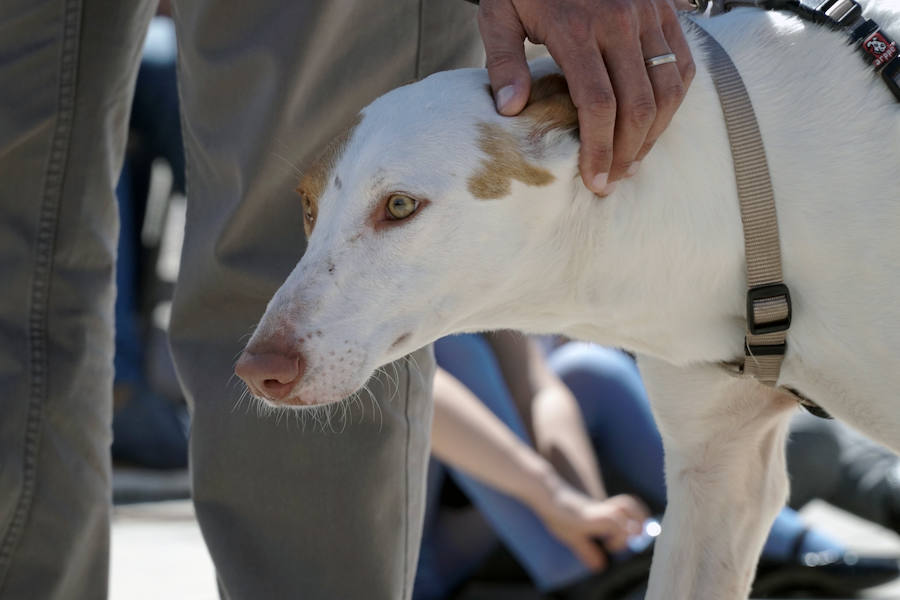 Unos 40 perros de todo tipo han desfilado este domingo en la plaza exterior del Bioparc de Valencia en busca de una familia que los adopte. Se trataba de la 14 edición de esta acción solidaria organizada por A.U.P.A (Adopta Un Perro Abandonado) y BIOPARC Valencia.