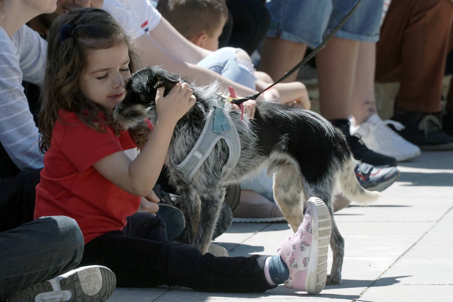 Unos 40 perros de todo tipo han desfilado este domingo en la plaza exterior del Bioparc de Valencia en busca de una familia que los adopte. Se trataba de la 14 edición de esta acción solidaria organizada por A.U.P.A (Adopta Un Perro Abandonado) y BIOPARC Valencia.